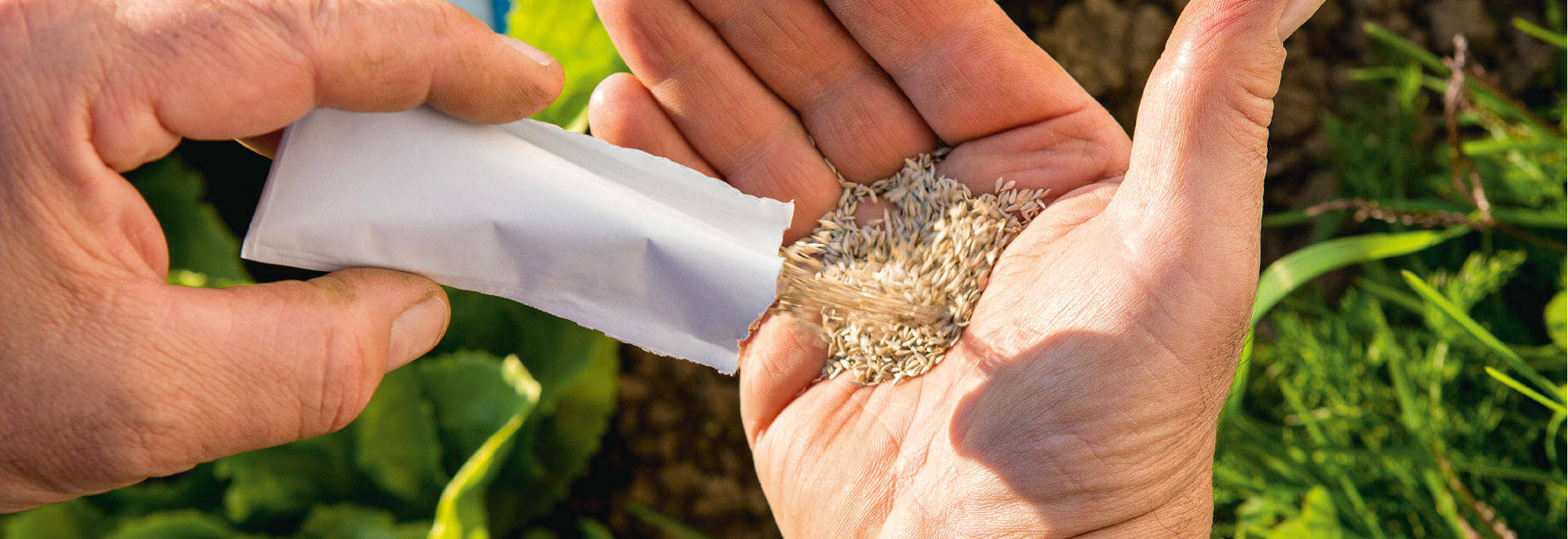 Купить семена подсолнечника Limagrain